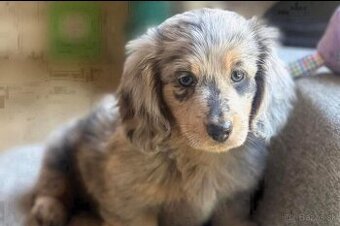 Šteniatka jazvečíka na adopciu.