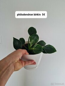 Philodendron micas , brasil a birkin