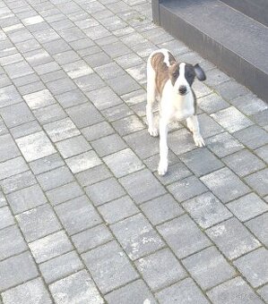 Chart angielski whippet FCI