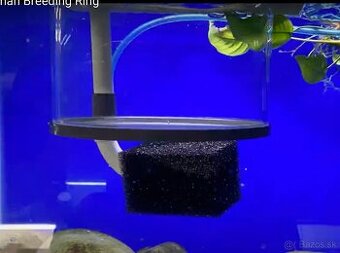 Profi pôrodnička, odchovňa pre poter - German breeding ring
