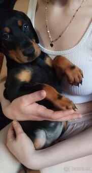 Doberman