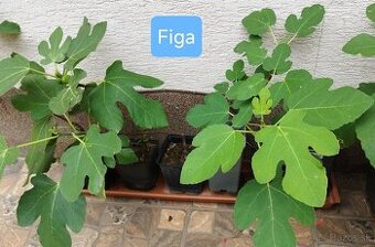 Figa / Figovnik