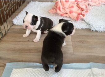 K dispozícii sú zdravé šteniatka bostonského teriéra