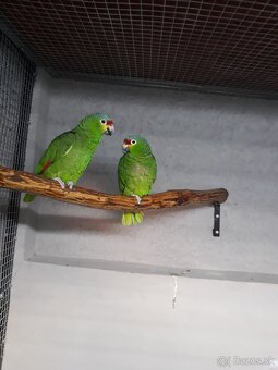 Predám 2 chovné páry papagájov