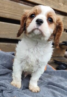 Cavalier king Charles spaniel