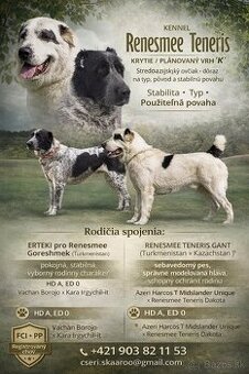 Stredoázijský ovčiak - šteniatka s PP