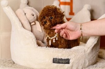 Pudel Pudlik Teacup mini pesek pudla Teacup CINA XXS