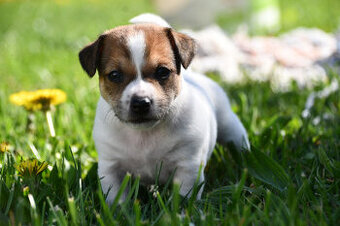 Jack Russell Terrier stenatka s PP