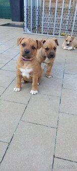 Staford/ridgeback/vlciak/border kolia krat.