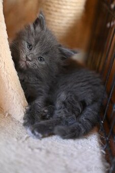 Mainská mývalia - maine coon - MCO - mačička POLLY