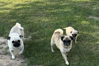 Mops