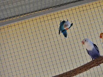 Agapornis fisher - 1