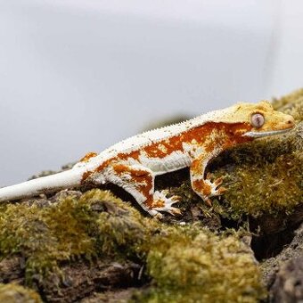 Pagekón riasnatý z chovu GeckoSVK