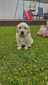 Zlatý retriever