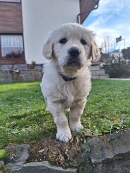 Zlatý retriever - šteniatka