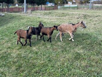 Predám kozy