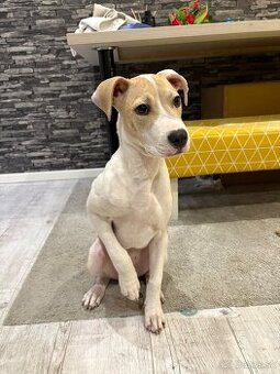 4 - mesačná fenka Stafforda - 1