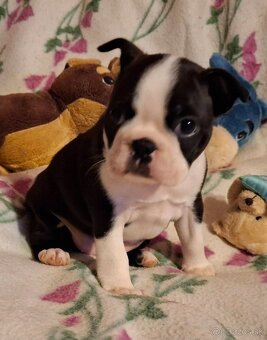 Boston,Bostonský teriér,Boston Terrier s PP