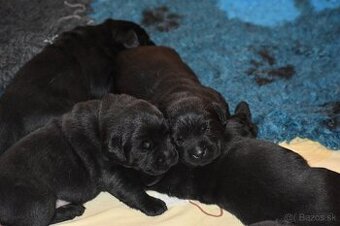 Labrador  s PP