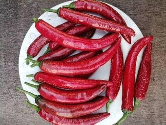 Chilli cayenne, priesady, planty