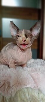 Kanadský sphynx mačiatka