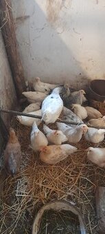 Sliepky a kohúty  8- 12 týždňové