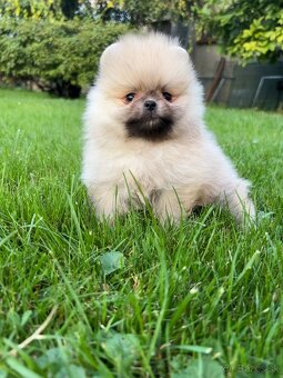 Pomeranian s PP (FCI)