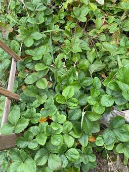 Predám sadenice jahôd - stáleplodiace - 1