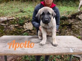 Kangal šteniatka s PP