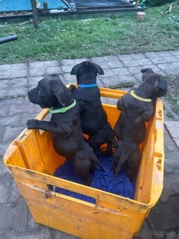 American bully standart pocket