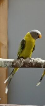 ALEXANDER ČERVENOHLAVÝ