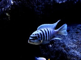 Malawi Africké cichlidy