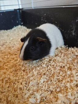 Predam morské prasiatka