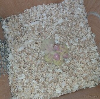 Korela lutino na ručné dokrmenie