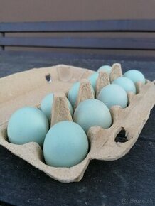 Nasadove vajcia vajíčka araucana araukana