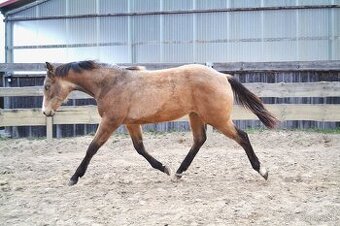 Quarter horse hřebeček