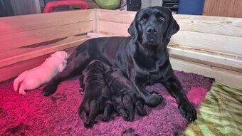 Labrador retriever - šteniatka s PP