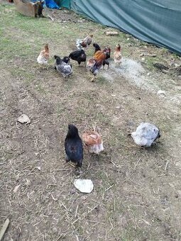 Araucana nv