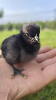 Ayam Cemani kuriatka
