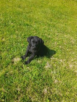Labrador retriever - šteniatko bez PP