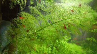 Neocaridina Bloody mary
