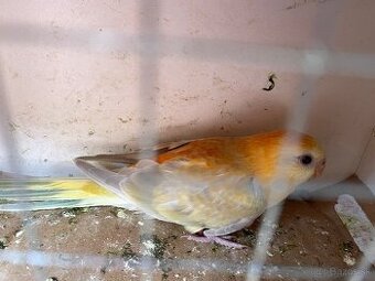 Papagaj spevavy orange