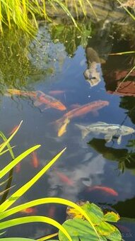 Koi kapre,karasy