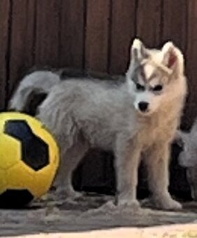 Sibírsky Husky