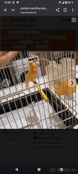 Predám kanarika samičku