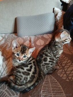 bengal bengalska macka bengalske maciatka