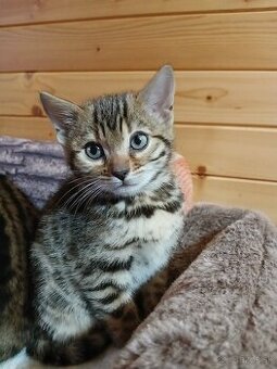 bengal bengalska macka bengalske maciatka