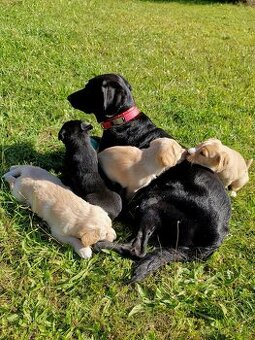 Darujeme šteniatka labradora x retrívra (nečistokrvné)
