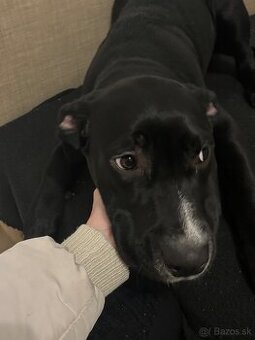 Darujem staforda – len za uhradenie veterinárnych poplatkov