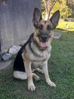 Predám fenku nemecký ovčiak